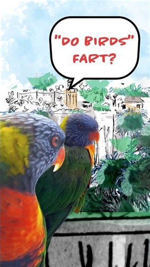 Do birds fart? 🦜🦜 #birds #cutebirds##shorts #parrot#lorikeet