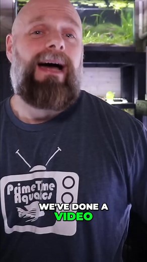 #fishtank #fishkeeping #aquarium | Prime Time Aquatics