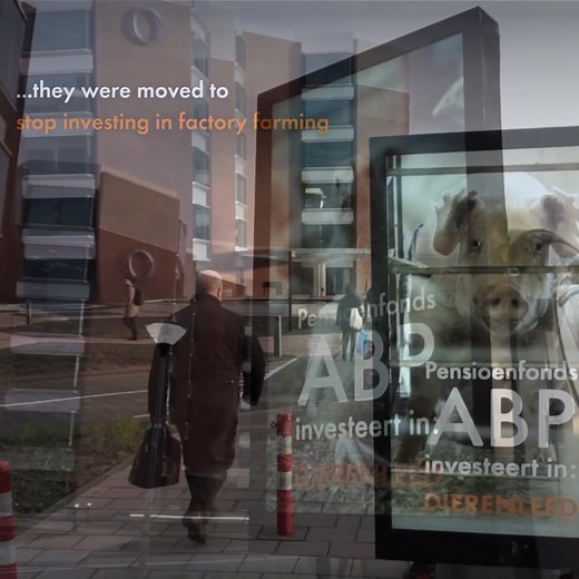 3.8K views · 57 reactions | Factory farms just lost a major backer! 拾 YOU helped influenced ABP, a global pension fund, to cut ties with animal cruelty. 李 Together, we can give farm animals a life worth living. | World Animal Protection Australia | Facebook