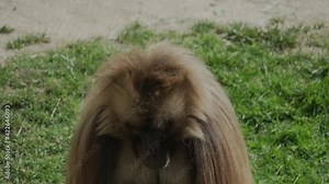 This close up video shows a wild Hamadryas Baboon eating food as it's fur blows in the wind.