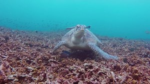 Free Wildlife Videos: 4K & HD | No Watermark | Download Now