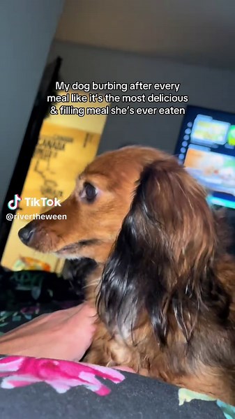 Dachshund's Adorable Burps After Every Meal