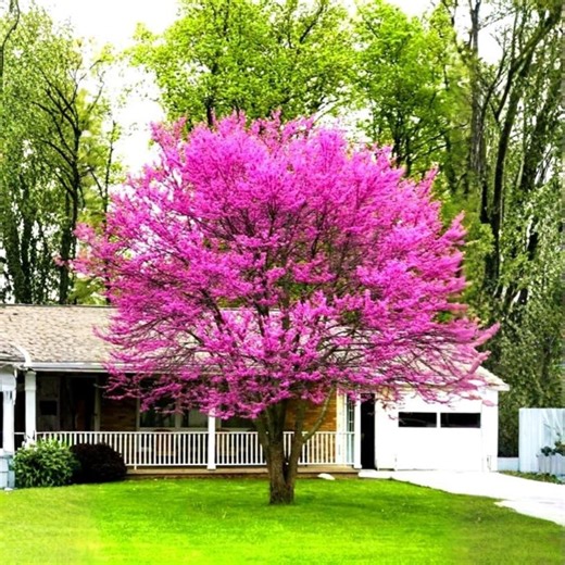 1 Year Old Eastern Redbud Tree Live Plant in Quart Pot, Cercis Canadensis Red Bud Seedling - Etsy