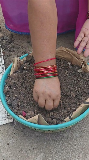 How to Grow Ridge Gourd from Seeds at Home 🌱