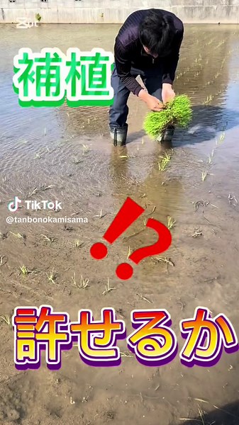 腰痛の原因と対策：古いタウエの作業