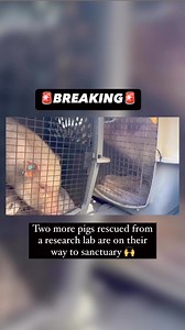 HAPPENING NOW: Two more pigs rescued from a research lab are on their way to freedom! We are thrilled to have been able to facilitate their release along with 6 pigs previously rescued a few months ago. ❤️🐷🐷❤️ It is extremely rare for any animal to get out of a research lab alive. Often, animals used in research are subjected to multiple, invasive experiments during their lives, only to be assigned to a “terminal” study in which they finally are killed to have their tissues and organs examined