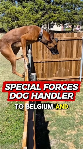 US Tier 1 Special Forces K9: How Two Belgian Malinois From Europe Changed Everything 🇺🇸⚔️