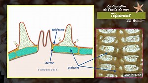 La dissection de l'étoile de mer