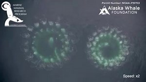 6K views · 47 reactions | FASCINATING: Watch these humpback whales create bubble "nets" to encircle their prey in the water off Alaska. | WDBJ7 | Facebook