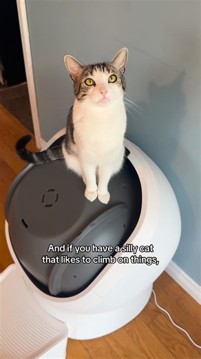 51K views · 1.9K reactions | Revolutionize health monitoring with Luma Smart Litter Box by @petlibro, self-cleaning with built-in air purifier, live streaming camera and AI-powered waste analysis that can tell 1 from 2 and track up to 10 cats’ usage data individually. Check the link in my bio and use my code Azia15 to get 15% off and a 30 day free subscription trial! #cats #petlibro #catlovers #viralreelsfacebook #AutomaticLitterBox | Aziathecat | Facebook