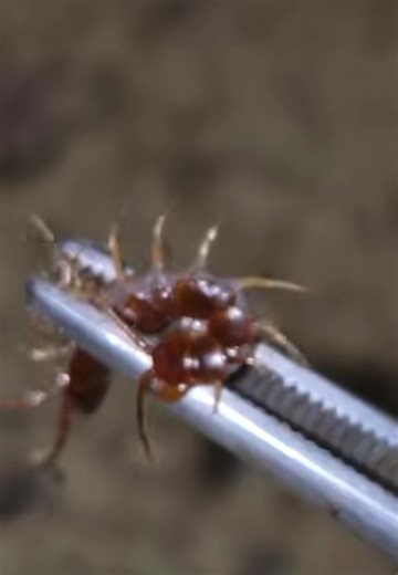 Mr. Spike here going crazzzzyyy! #insects #ants #antkeeping #animals #antfarm