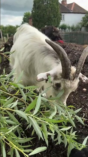 Willow treats for our rescue not so Pygmy goat Queenie