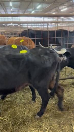 #14- Corriente cows sell tomorrow 1-12-2026@ Flatonia Livestock. They will be palpated here | Flatonia Livestock