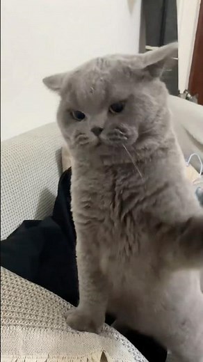 Funniest cats and dogs videos try not to laugh impossible 😂 #cats #dogs #funnypets #funnyvideos