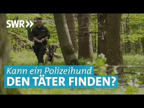 Spürhunde und Schutzhunde im Einsatz: So werden Polizeihunde in Göppingen ausgebildet