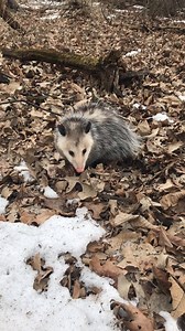 You've likely heard the phrase "playing possum" for playing dead, but have you ever actually seen an opossum playing possum? Opossums use playing dead as a defense mechanism. It's involuntary, and the marsupials can't control when or for how long they actually play possum. Our Natural Resources Director Ben Haberthur shot this video at a southern Kane County forest preserve. | Forest Preserve District of Kane County