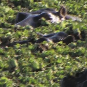 This python sets up an unexpected trap for these wildlife photographers : ) | Best Documentary