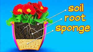 Incredible ideas for your little garden: | 5-Minute MAGIC