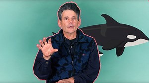 16K views · 108 reactions | Sex parties, beach rubbing, and a mother's heartbreaking reaction to losing a calf – killer whale culture explained. Help conserve killer whale culture by adopting a whale for a loved one this holiday season: ocean.org/killerwhale. | Ocean Wise | Facebook
