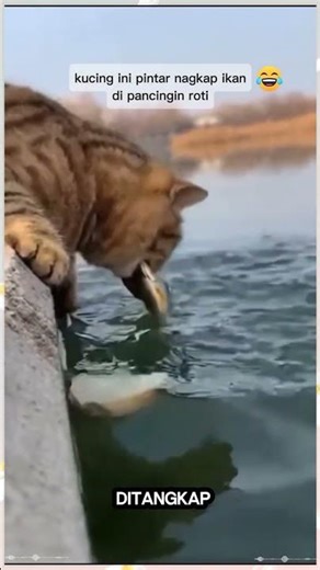 kucing ini punya akal tau cara nya nangkap ikan dengan mudah #viralvideo #video #viral #shortvideo