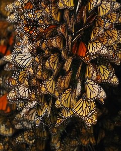Wait for it... Did you know that you can see millions of monarch butterflies flying together in the forests of Central Mexico? nathab.com/monarchs | Natural Habitat Adventures