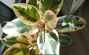 Ficus Tineke: O que precisa de saber | Ficusplant