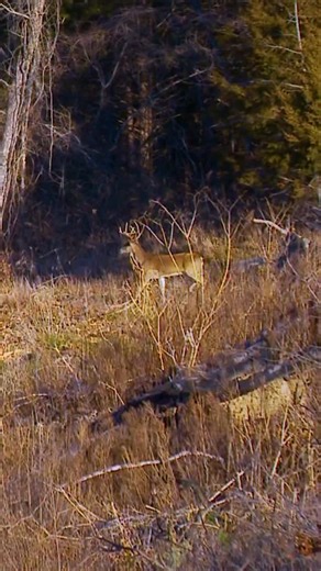 growingdeertv on Instagram: "Mature bucks can look very during the late season because bucks can lose up to 30% of their body weight during the rut. #buck #deer #rut #hunt #hunting"
