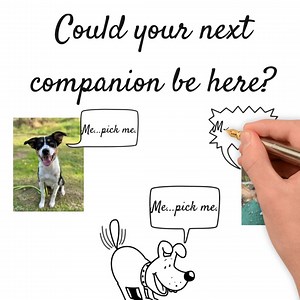 3.5K views · 50 reactions | Looking to adopt a Border Collie - please visit https://www.bordercollietrustgb.org.uk/rehoming/how-do-i-adopt | Border Collie Trust GB | Facebook