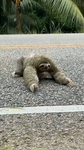 The Mysterious Creature of the Jungle — So Slow That Even Time Stops!" 🕰️🌿 | Amazon Sloth Mystery | #WildSecrets #NatureMystery #Sloth | Story Space Balls