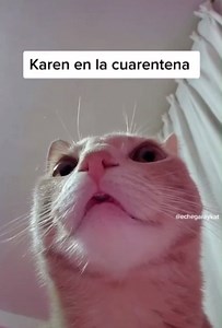 11M views · 197K reactions | ANIMALES GRACIOSOS | LuxesCamara | Facebook