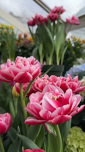 3.1K views · 104 reactions | Have you visited our #SpringFlower Exhibit yet? Don't miss your chance to see and smell thousands of blooming bulbs within our warm conservatory. Reserve your tickets today at buffalogardens.com | Buffalo and Erie County Botanical Gardens | Facebook