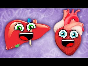 Learn About Things Your Body Does That You Don't Control! | Human Body Songs For Kids | KLT Anatomy - Videos For Kids
