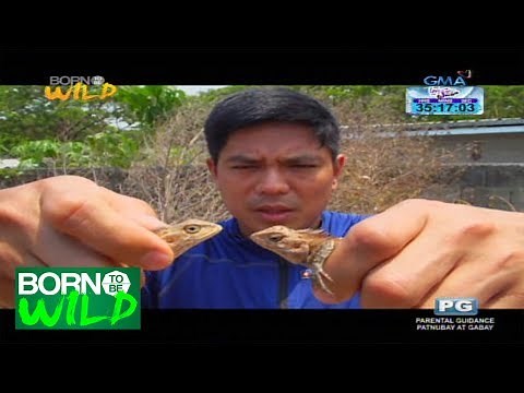 Born to be Wild: Oriental Garden Lizard sightings in Laguna