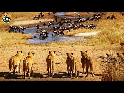 African Wildlife: Inside the Savanna’s Predators, Herbivores and Seasonal Cycles