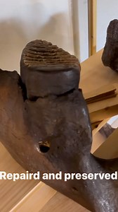 11K views · 247 reactions | Follow @itiscolossal to learn more about Mammoth de extinction efforts. Columbian Mammoth fossils are abundant in #florida and are among my favorite fossils to find. #mammoth #fossil #dive #scuba #discovery | Dig Dive Discover | Facebook