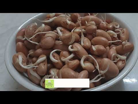 Beans | How to Sprout Pinto Beans | Pinto Beans