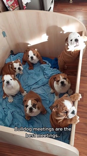 English Bulldog Barking Meeting - Bulldog Life 🐶