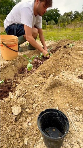 Planting Cauliflower in the Garden: Preparation and Tips🥦