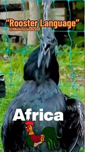 28K views · 318 reactions | The sound of a rooster crowing is a traditional and charming way to greet the day. It’s like an alarm that wakes you up from sleep. #poultry #farming #farmers | Poultrycare.ng | Facebook