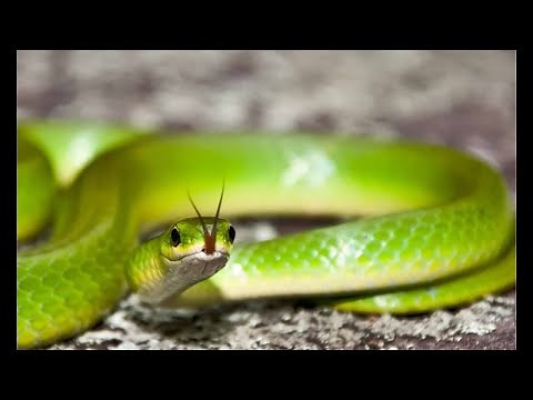 TOP 6 TYPES OF GREEN SNAKES