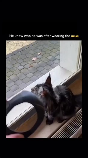 Mind sparked | The viral trend of cats “wearing” Batman masks is actually a smart optical illusion that plays perfectly with a cat’s natural face shape.... | Instagram