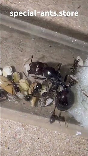 Ant order with Messor barbarus #ants #ant #antkeeping #mesorbarbarus