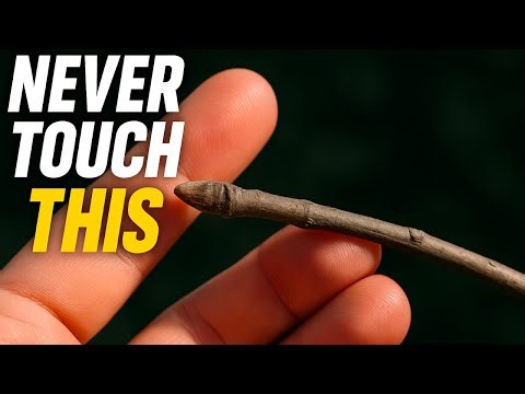 How to Prune Trees? Beautify Your Garden with the Best Techniques and Tips!