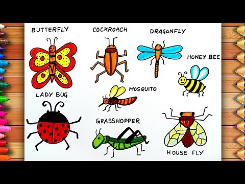 How to draw Insects Drawing Easily | Insects Drawing For Beginners | Insects Drawing With Names