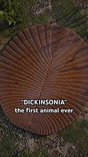 Dickinsonia: The first animal to ever exist...