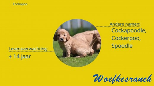 Cockapoo Pups Te Koop - Belgisch Hondenfokker Sinds 1991