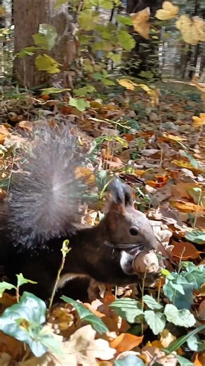 Squirrel Digging Through Leaves for a Nut 🐿️🍂🌰