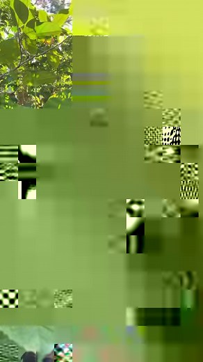 21K views · 625 reactions | How mom tells between an edible elephant ear plant vs a poisonous one! If the ears on the leaves are touching then ✅ but if they are not then ❌ #elephantearplant #taro #protip #garden #urbangardening | Judy Bao Garden | Facebook