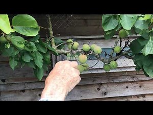 Thinning apricots