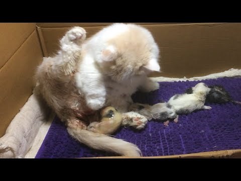 Cat Giving Birth: Cat Gives Birth To 7 Kittens - Part 3
